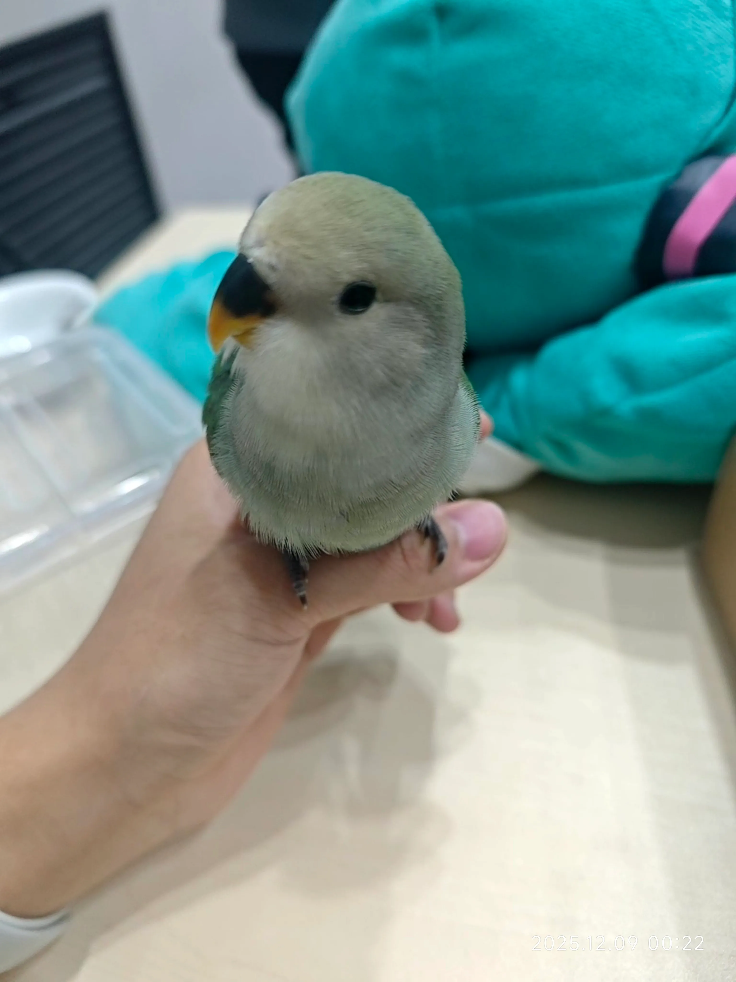 朋友养的一直牡丹鹦鹉,很好揉